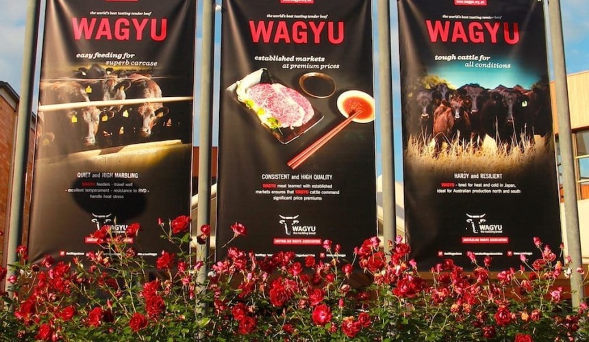 Can feedlot capacity keep pace with the Wagyu numbers coming forward?
