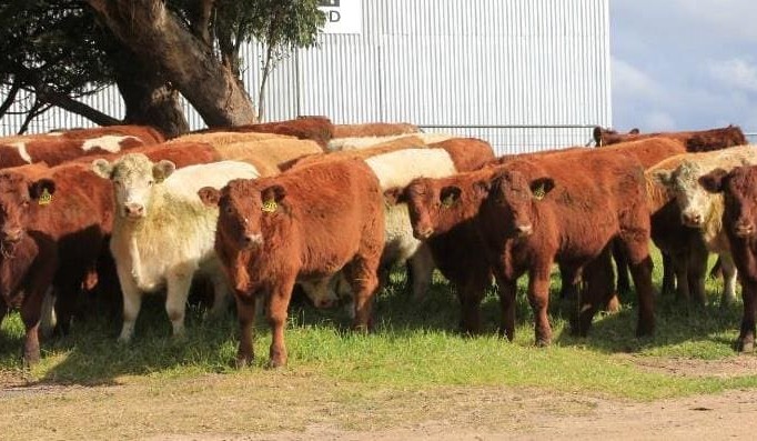 PTIC heifers avg $1976 in 12,000 head AuctionsPlus offering