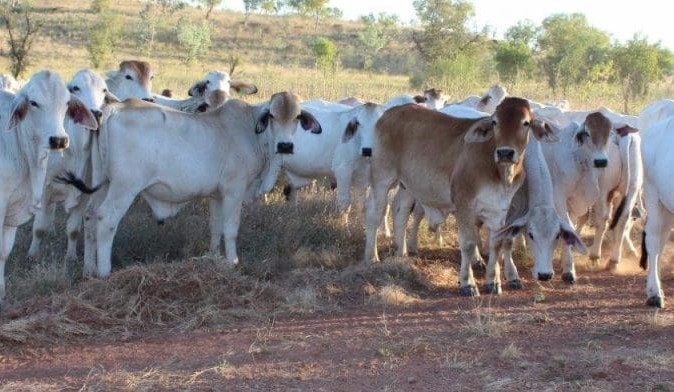 Big NT listings help maintain high AuctionsPlus throughput