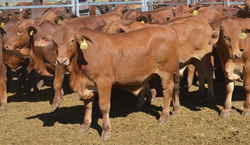 Strong supply of PTIC females top $2380 on AuctionsPlus