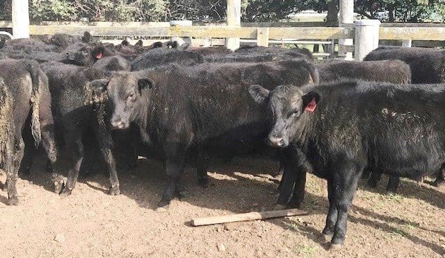 Slide in Wagyu F1 prices puts pressure on supply chains