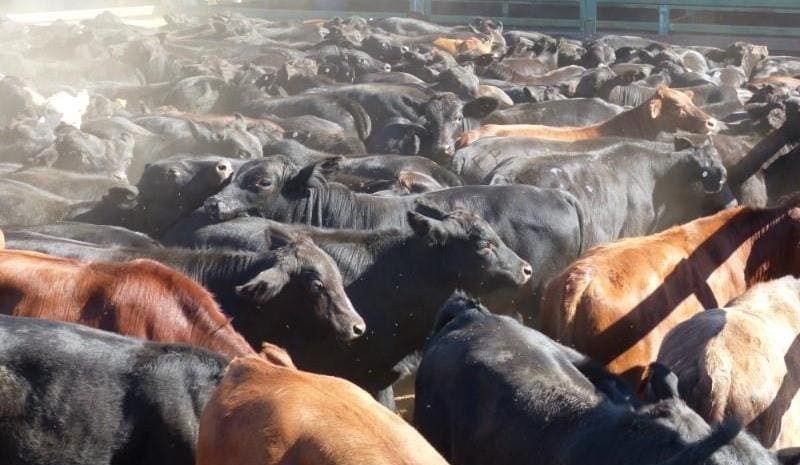 PTIC young cows avg $2135 on AuctionsPlus