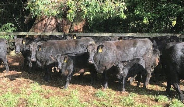 ‘Feeding plus breeding’ formula vital for fertility gains