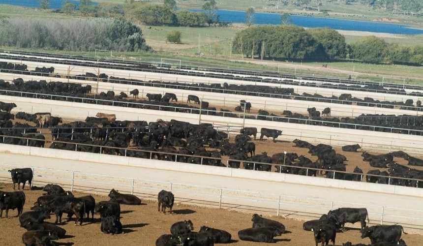 Feedlots may be contributing to antibiotic resistance, research suggests