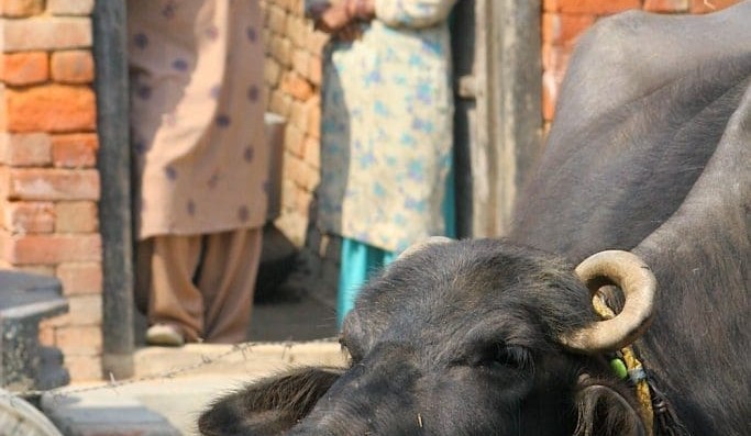 India bans cattle sales for slaughter, world beef trade awaits impact