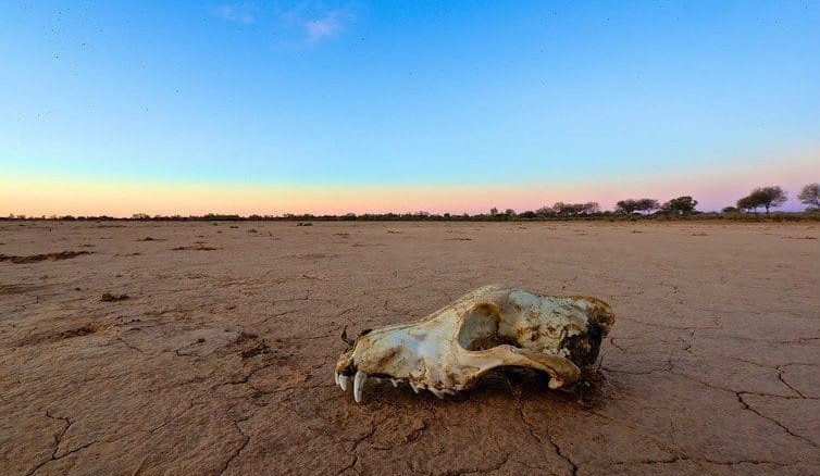 Why do some graziers want to retain, not kill, dingoes?