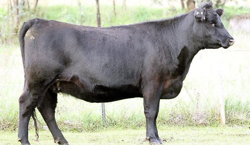 All breeds records smashed as Wattletop Angus females average $8494