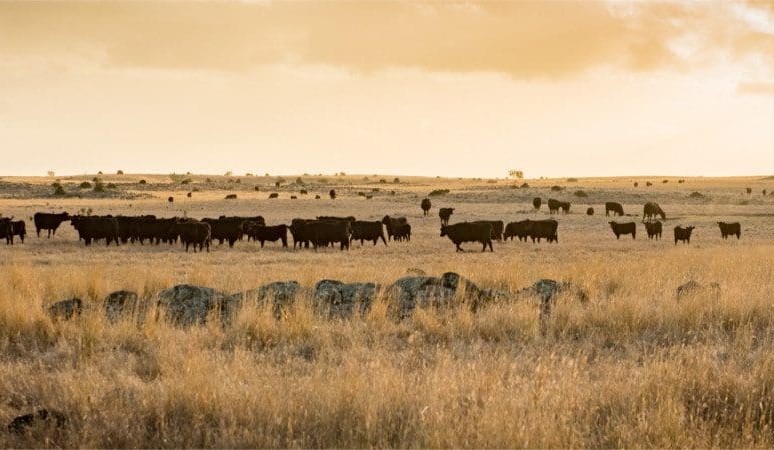 Merino breeders buy Victorian showcase Mt Fyans for $37 million