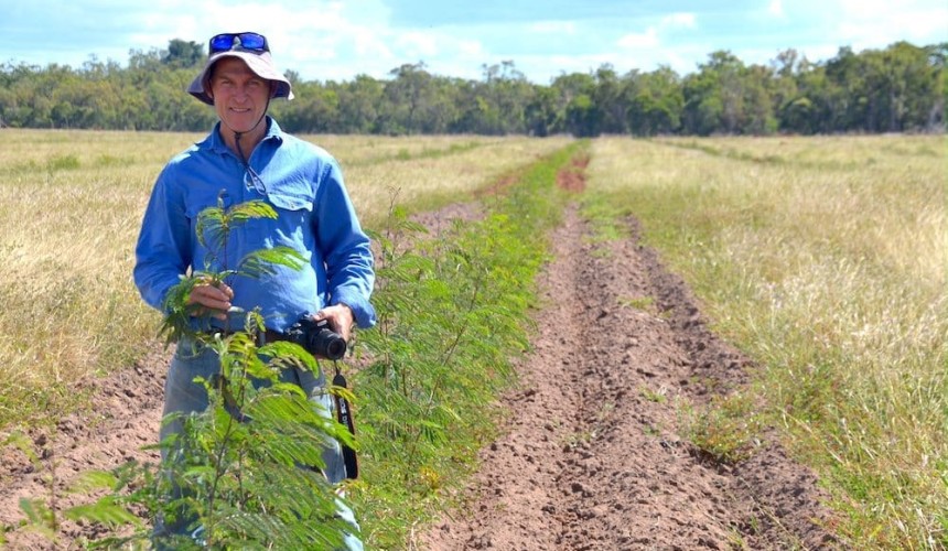 New Redlands leucaena showing promise in initial trials