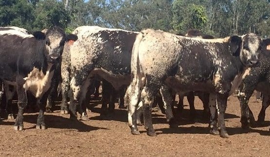 Beef Central’s beef news quiz – May 2017