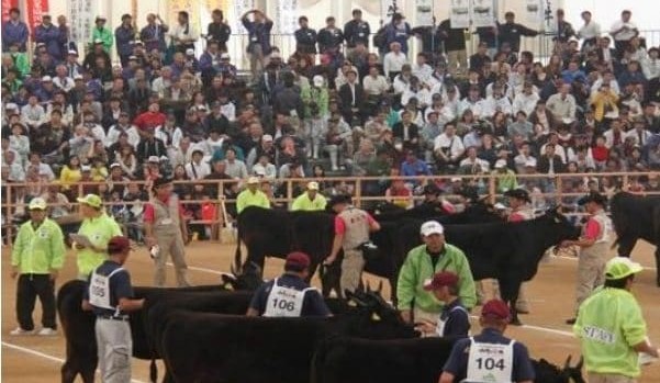 Japan study tour offers unforgettable insight into Wagyu industry