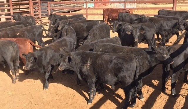 PTIC heifers to $2530 in larger AuctionsPlus offering