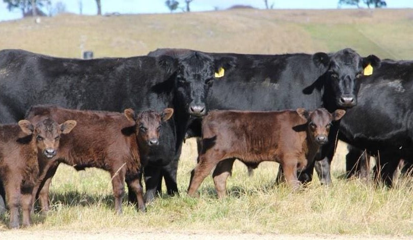 Wagyu prices easing as bigger numbers come forward
