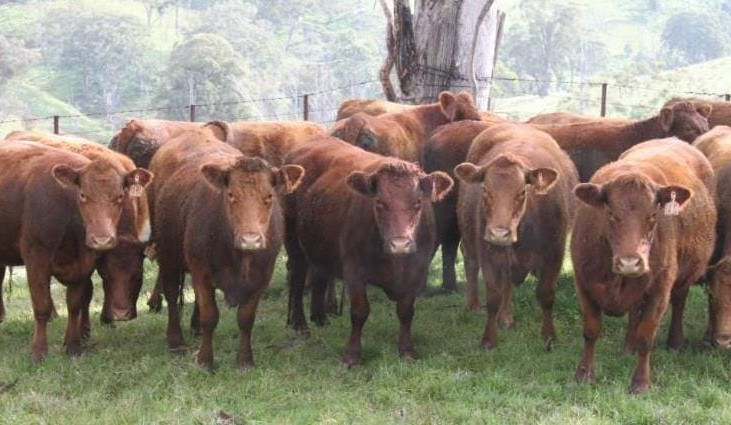 AuctionsPlus cattle hit year-high offering, close to 13,000 head