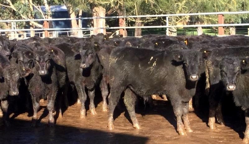 EU/PCAS eligible weaner steers 466c in smaller AuctionsPlus catalogue