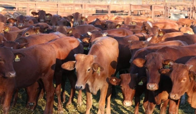 Young heifers dominate larger AuctionsPlus offering