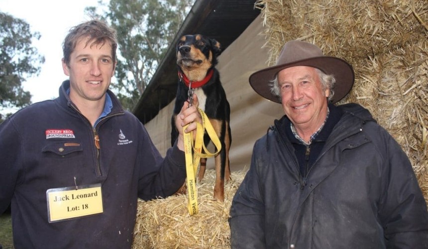 $12,000 top price at Casterton Working Dog sale