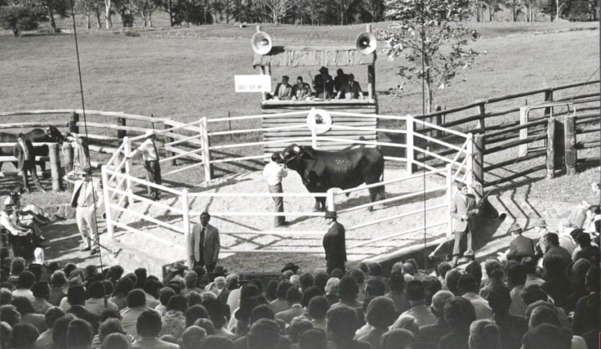 Weekly genetics review: Are breeders setting the right starting price for sale bulls?