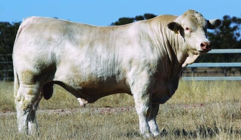 Moongool bull sets new $83,000 Charolais breed record