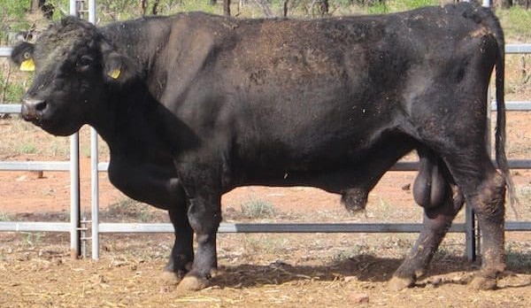 Cattle producers digging deep in fight against Pimelea