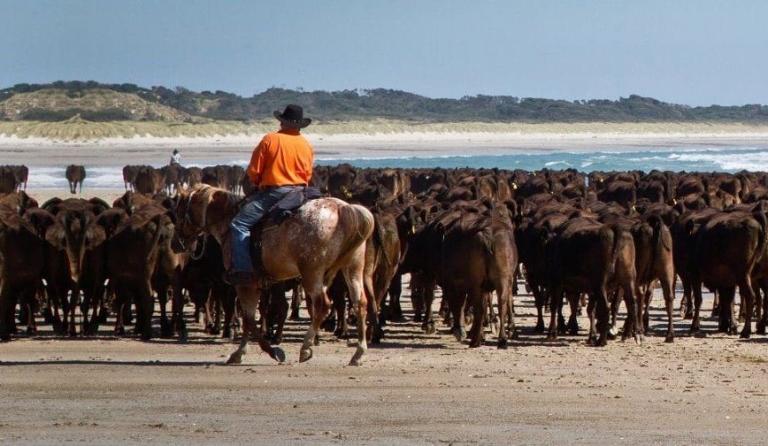 Tasmanian Wagyu properties to become site for giant wind farm + VIDEO