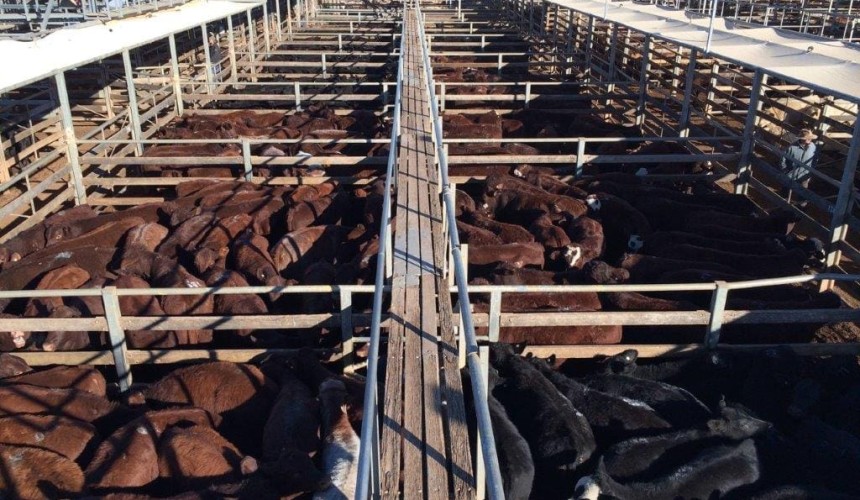 Roma store 27 June 2017: Annual Kindee run boosts market