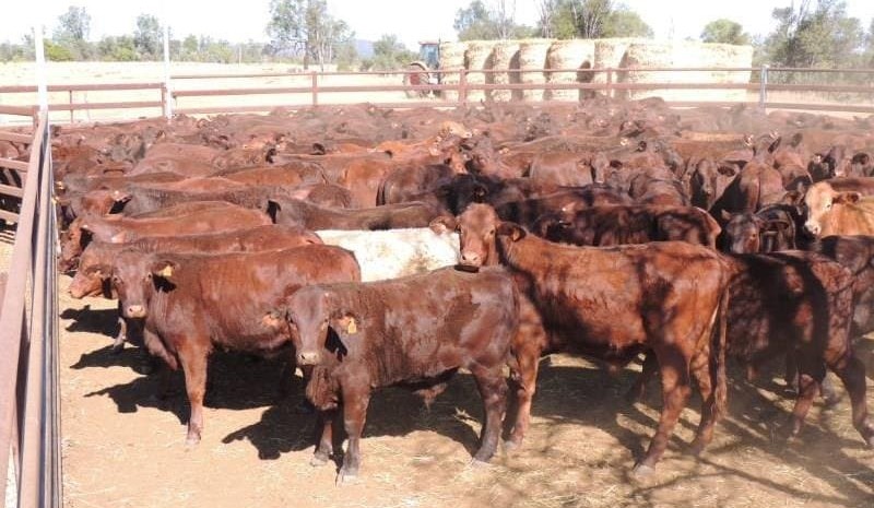 Listings ease on AuctionsPlus, but clearance rates up 9pc