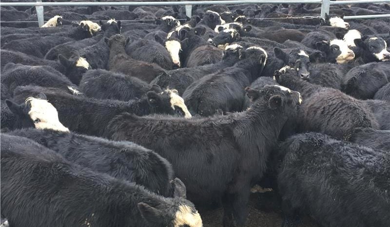 Breeding Black Baldies – Is there a price difference to consider?