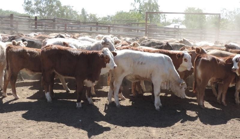 Steers steady to softer on AuctionsPlus