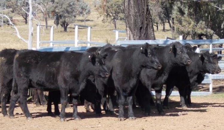 Crossbred feeder steers $1345 in smaller AuctionsPlus offering