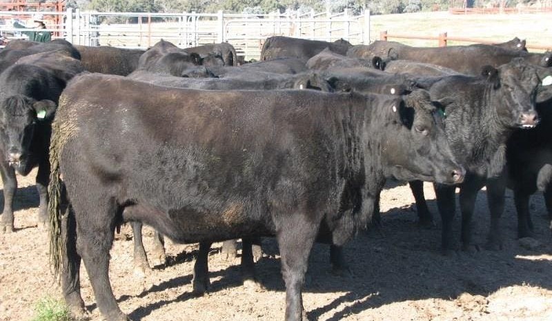 AuctionsPlus market slows for PTIC females