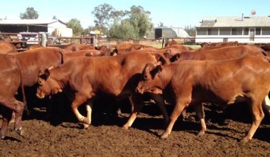 Weekly genetics review: Not all indicators are valuable for production trait selection