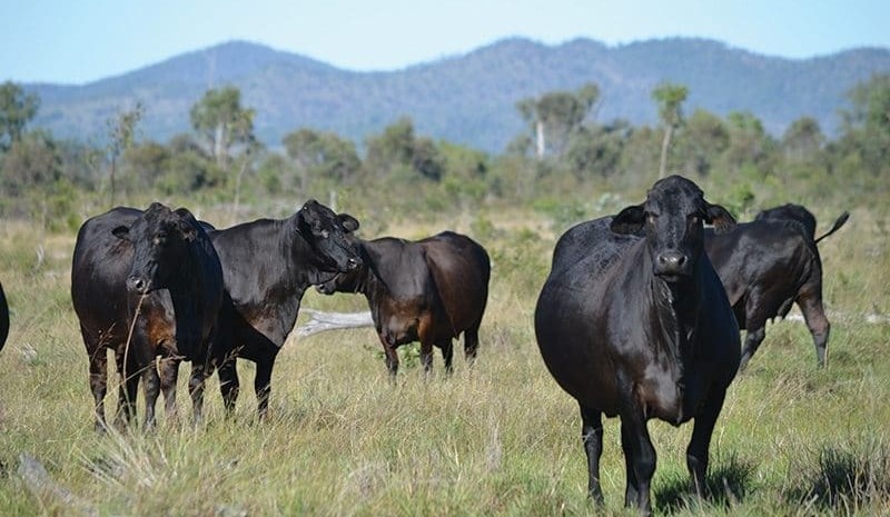 Project to explore Angus genetics for northern production systems