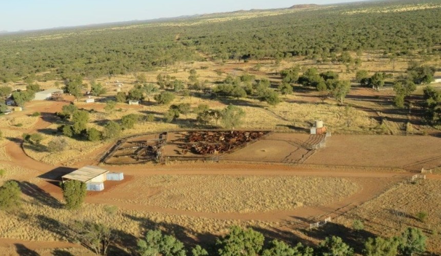 Central Australia’s Coniston Station makes above $12.5m after auction