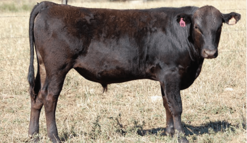 World-first Poll Wagyu sale will create wide interest