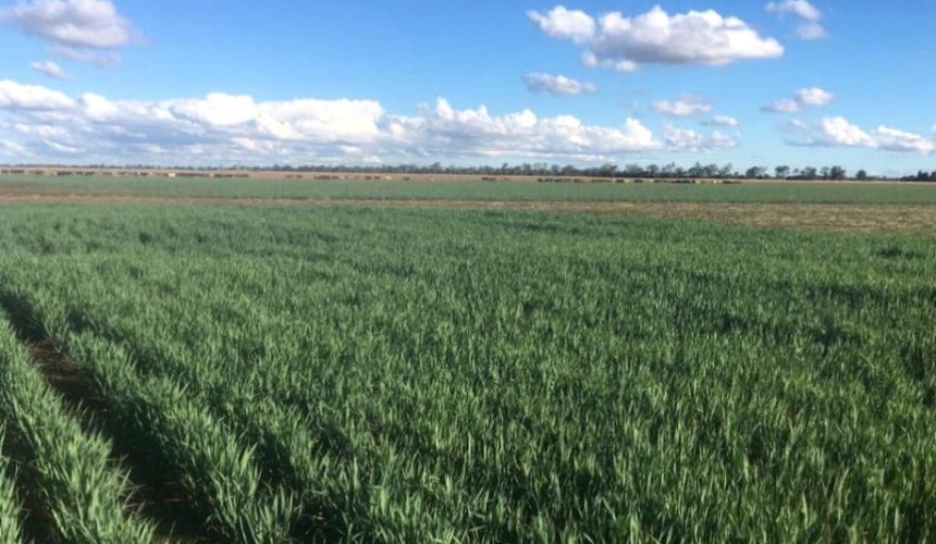 Tough year for oats crops, but July rain gives second-wind