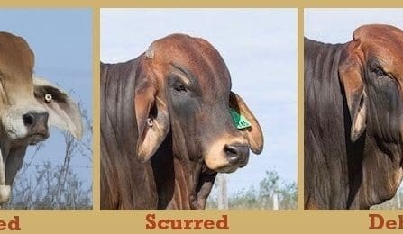 Weekly genetics review: Breeding the horns off – it takes more than one generation