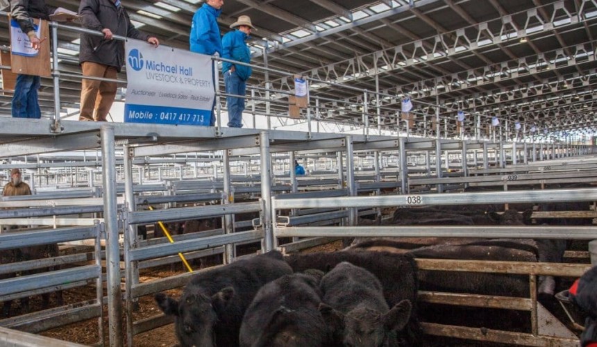 SELX store cattle sale – 28 July 2017