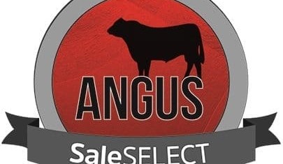 Angus launch new ‘SaleSELECT’ bull selection tool