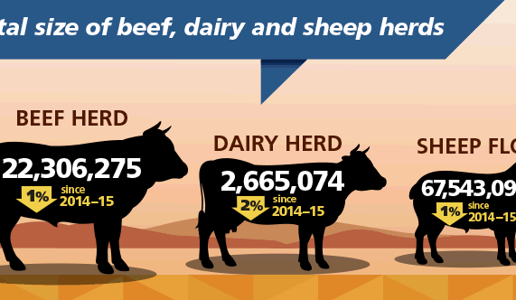 Ag Census data suggests smaller beef cattle herd