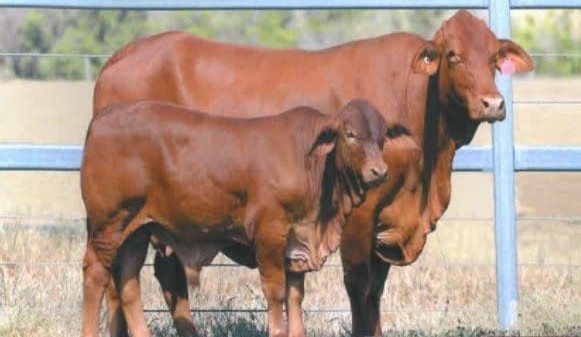 76 Droughtmaster cattle stolen west of Rockhampton