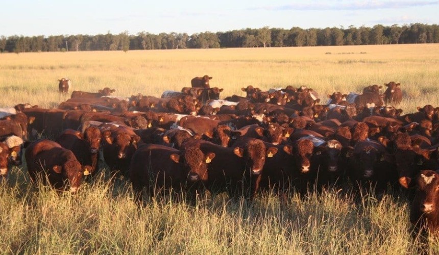 Bull buying basics: Objectivity breeds better results