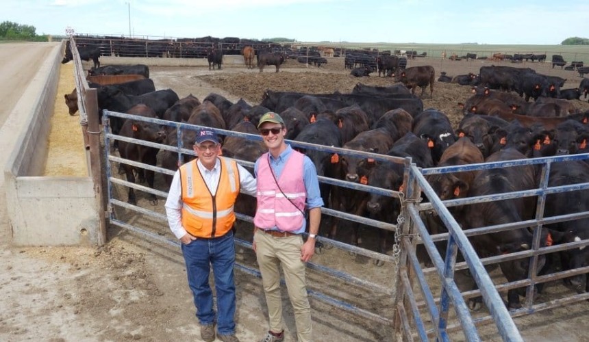 Opportunity for dairy bulls calves in beef, Nuffield scholar finds
