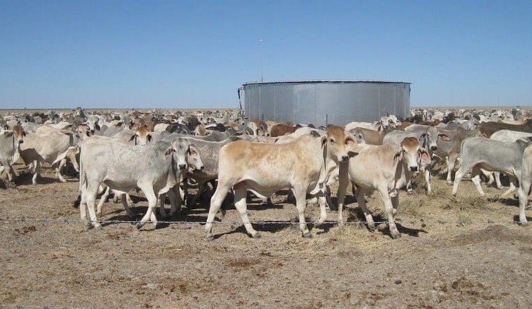Unlocking the secrets to sustainable and profitable intensification in the north