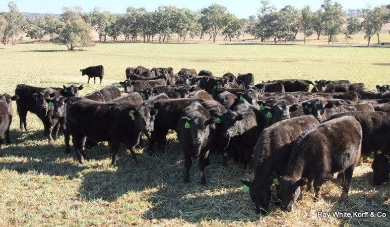 Steer prices trend down on AuctionsPlus due to dry conditions