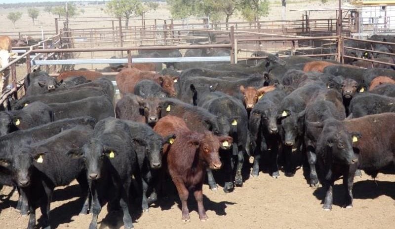 Prolonged dry reflects in lower AuctionsPlus clearance rates