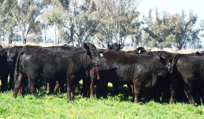 Sharp drop-off in AuctionsPlus catalogue as dry bites