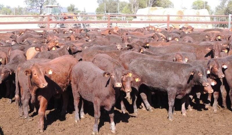 Easing trend across young cattle on AuctionsPlus