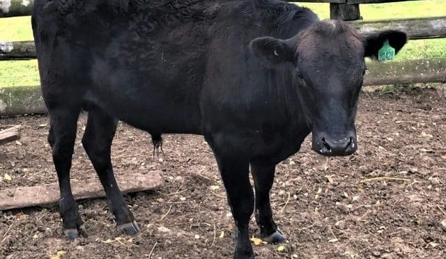 First Poll Wagyu sells for $65,000