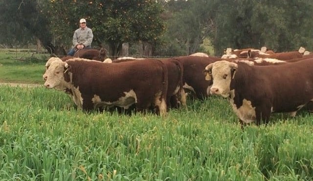 Weekly genetics review: Selling bulls amid COVID-19
